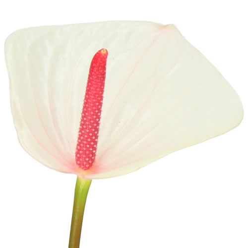 ANTHURIUM FRESH LOVE x 30