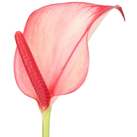 ANTHURIUM HOT LIPS x 30