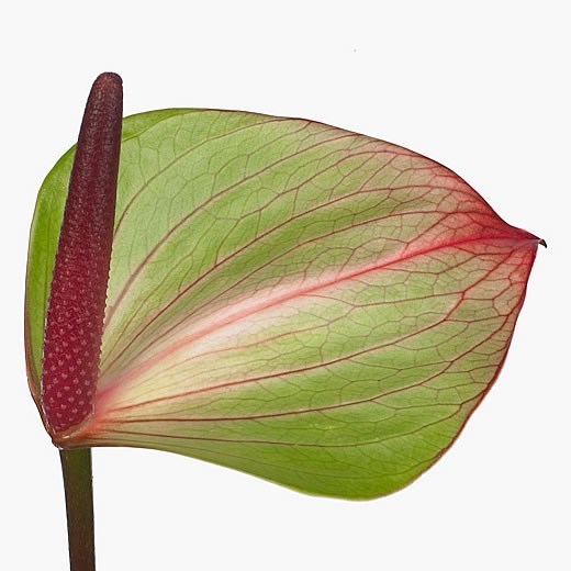 ANTHURIUM JAGUAR GREEN x 20