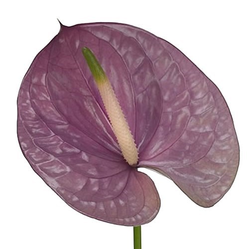 ANTHURIUM KALEO x 20