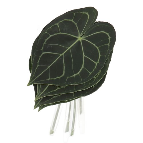 ANTHURIUM LEAVES CLARINERVIUM
