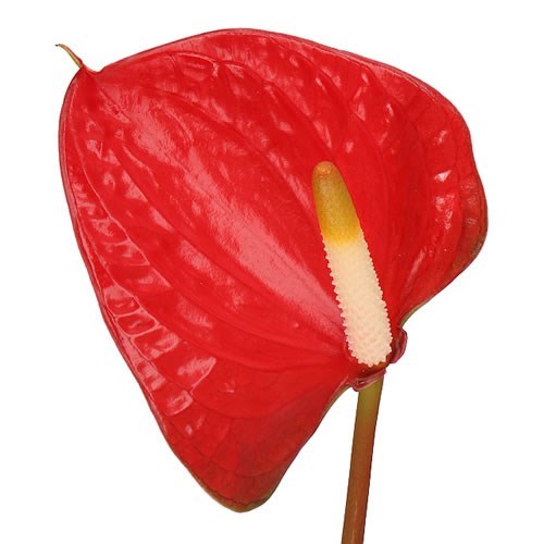 ANTHURIUM LOVE BURNING x 30