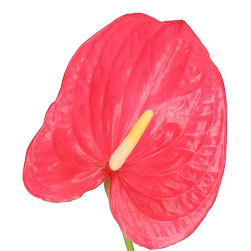 ANTHURIUM MAINE X 16 Wholesale Dutch Flowers & Florist Supplies UK