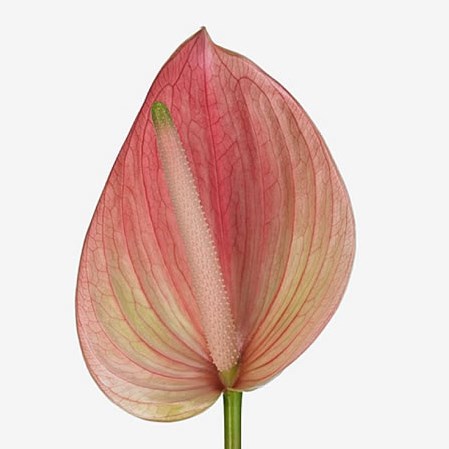 ANTHURIUM MAREA X 12