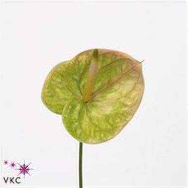 ANTHURIUM MARYSIA x 10