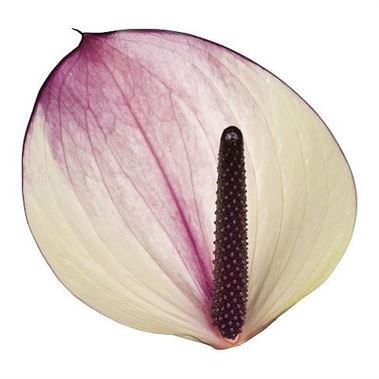 ANTHURIUM MAXIMA VIOLETA x 16