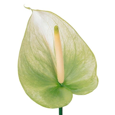 ANTHURIUM MAXIMA GRACIOSA x 16