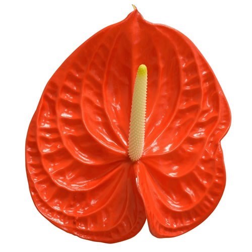 ANTHURIUM NARANJA x 16