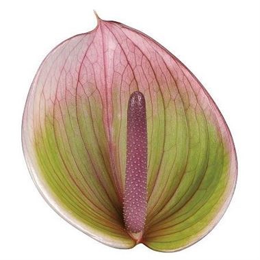 ANTHURIUM PERUZZI x 10