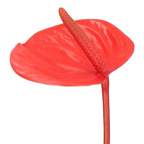 ANTHURIUM PURE ORANGE x 30
