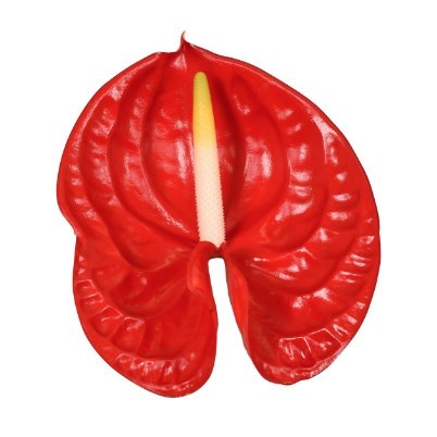 ANTHURIUM RAMBLA x 16