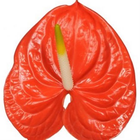 ANTHURIUM SAFFRON X 12