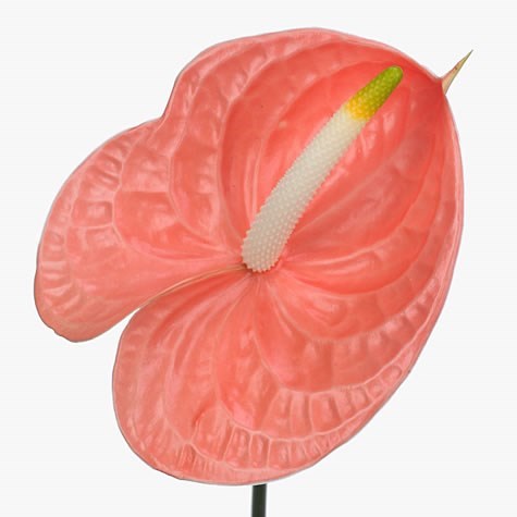 ANTHURIUM SANTE ROYAL x 12