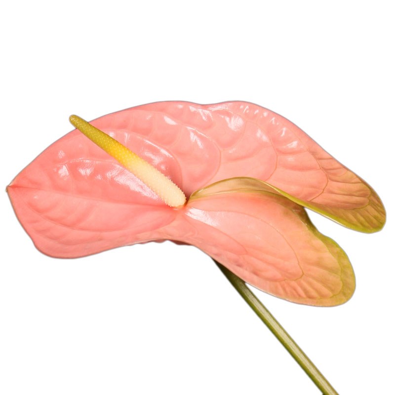ANTHURIUM SENATOR x 12