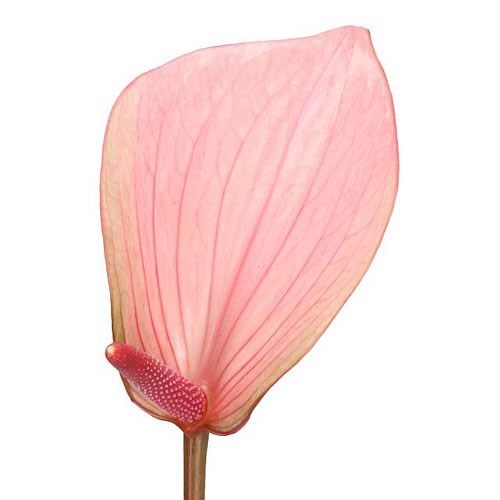 ANTHURIUM SUMMER LOVE x 30