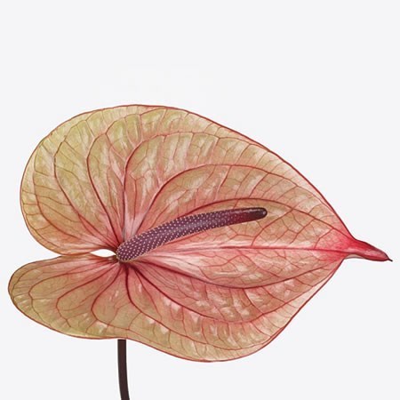 ANTHURIUM TEQUILA X 10