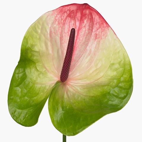 ANTHURIUM ZAFIRA X 12