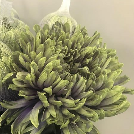 ANTONOV DYED PURPLE FRESH