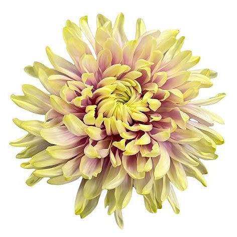ANTONOV DYED SWEET VANILLA