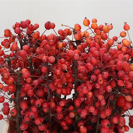 APPLE MALUS ADIRONDACK