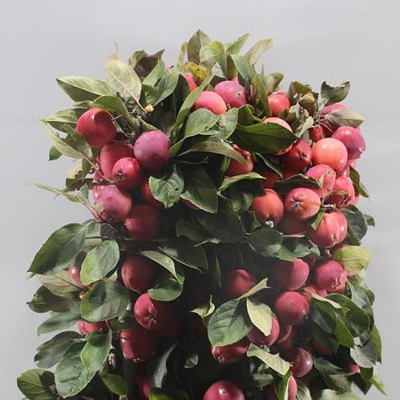 APPLE MALUS BATIST RED