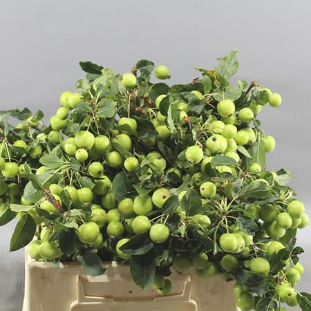APPLE MALUS GREEN SENTINEL