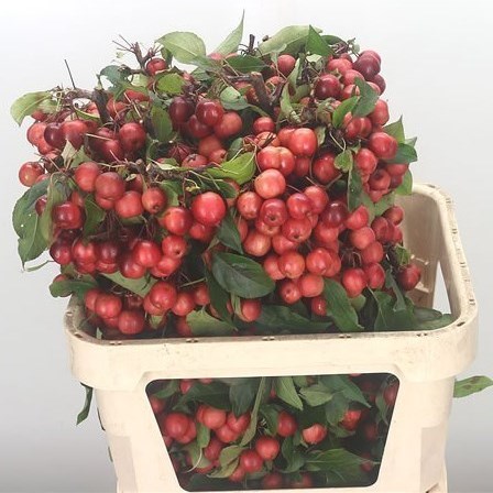 APPLE MALUS RED SENTINEL