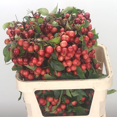 APPLE MALUS RED SENTINEL