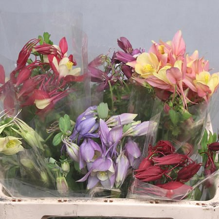 AQUILEGIA MIXED