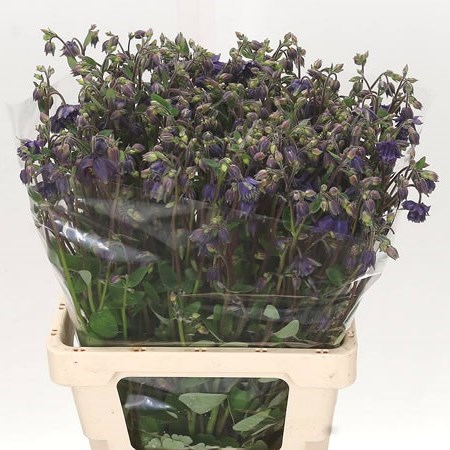 AQUILEGIA BLUE BARLOW