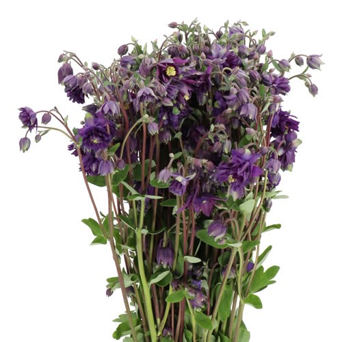 AQUILEGIA BLUE BARLOW