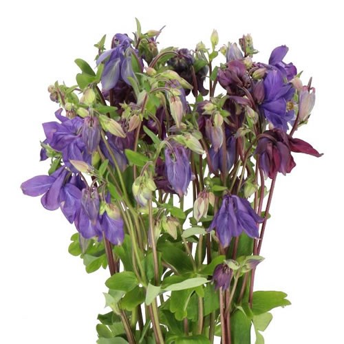 AQUILEGIA BLUE LADY