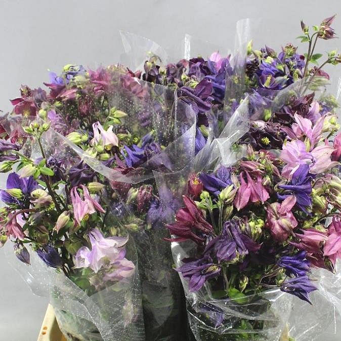AQUILEGIA MIXED