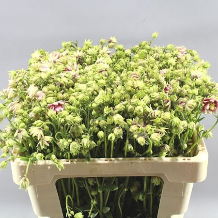 AQUILEGIA NORA BARLOW