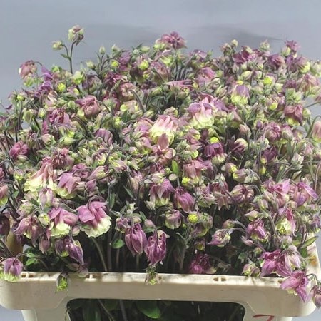 AQUILEGIA PINK CLOUD