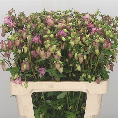 AQUILEGIA PINK LADY