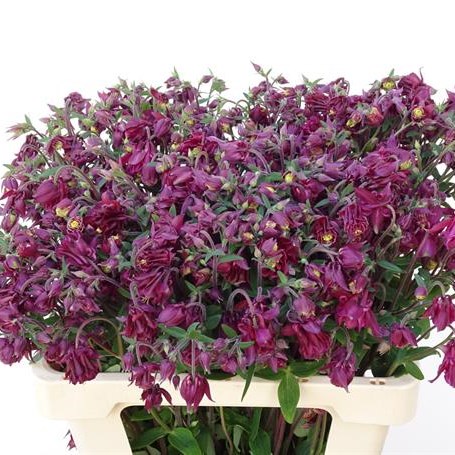 AQUILEGIA RUBY CLOUD