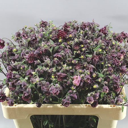 AQUILEGIA RUBY CLOUD
