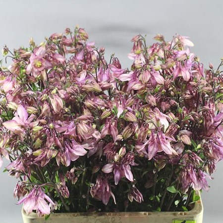 AQUILEGIA STARRING PINK