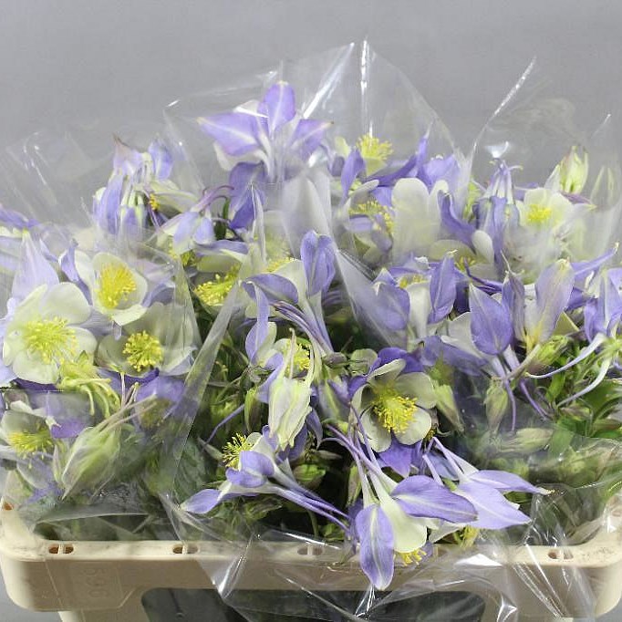 AQUILEGIA SWAN BLUE