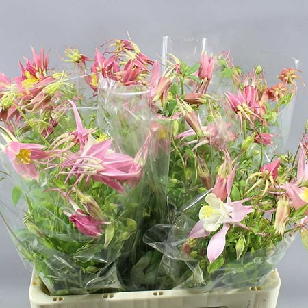 AQUILEGIA SWAN PINK
