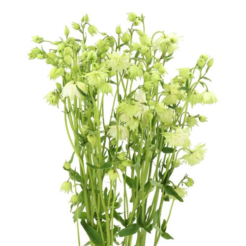 AQUILEGIA WHITE BARLOW