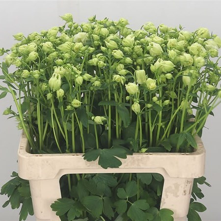 AQUILEGIA WHITE CLOUD