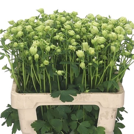 AQUILEGIA WHITE CLOUD