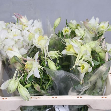 AQUILEGIA WHITE STAR