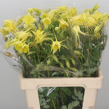 AQUILEGIA YELLOW