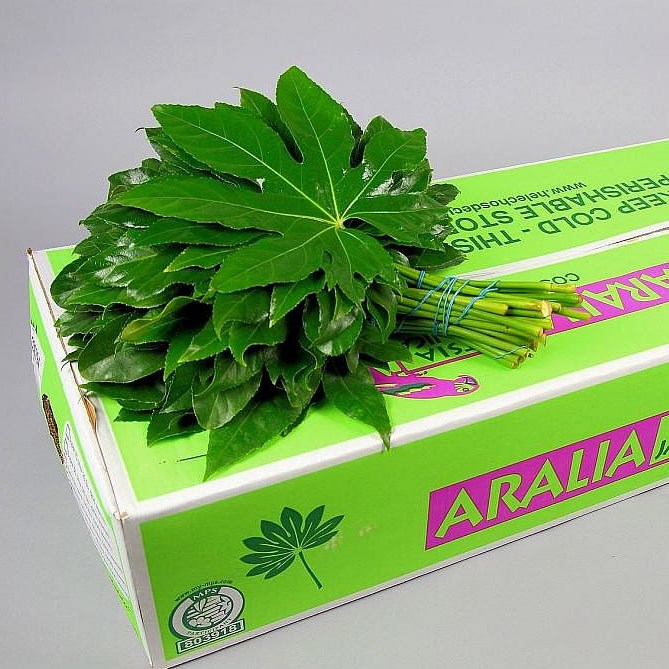 ARALIA CONTINENTALIS LARGE (APPROX. 50 STEMS)