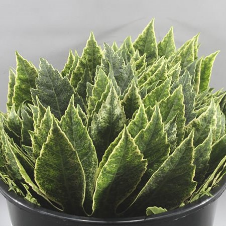 ARALIA GREEN/WHITE