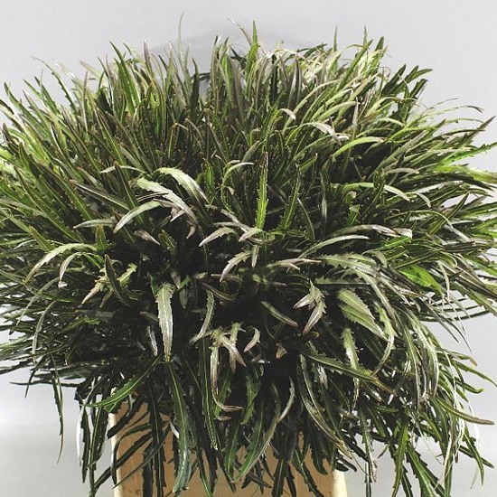 ARALIA IRON MAN