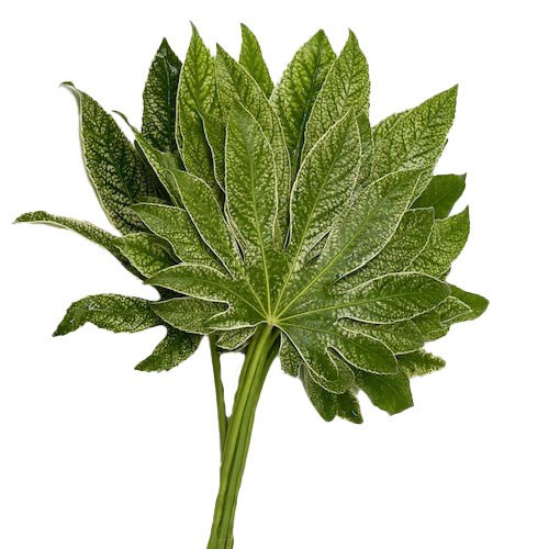 ARALIA SPIDER